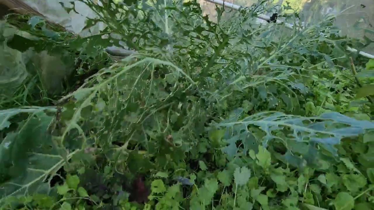 Сбор зелени для лапши быстрого приготовления на грядках № 2 и 3 28 сентября 2025 года 