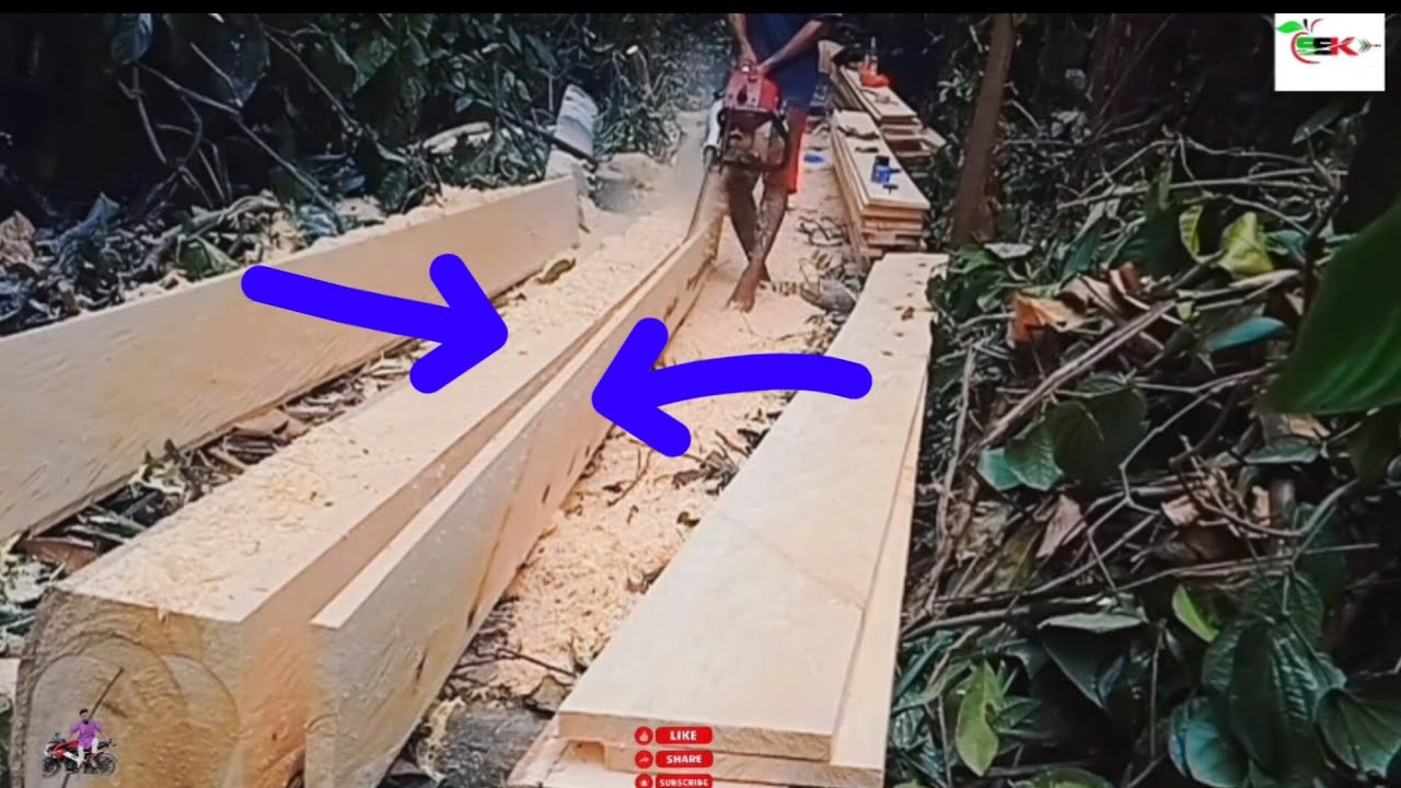 chainsaw mechine biggest tree cutting proses amazing working sskcd comnapy