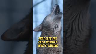 You’ll NEVER Look at Wolves the Same Again! 🐺😱