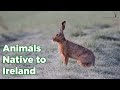 Animals native to ireland