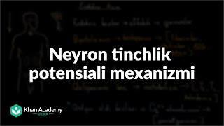 Neyron tinchlik potensiali mexanizmi | Tibbiyot