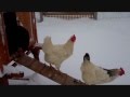 When Chickens First See Snow