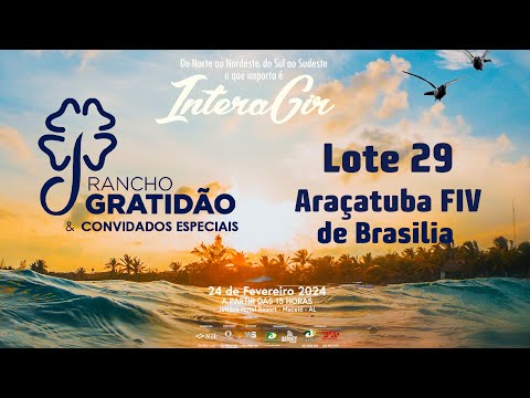 Lote 29   Araçatuba FIV de Brasilia   RRP 9082