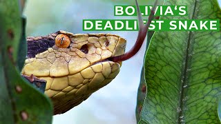 Silent & Deadly  Searching Bolivia's Most Venomous Snake | Free Documentary Nature