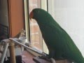 Jasper the Eclectus 'having a chat'