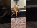 Why Do Dogs Chase Their Tails? 🤔