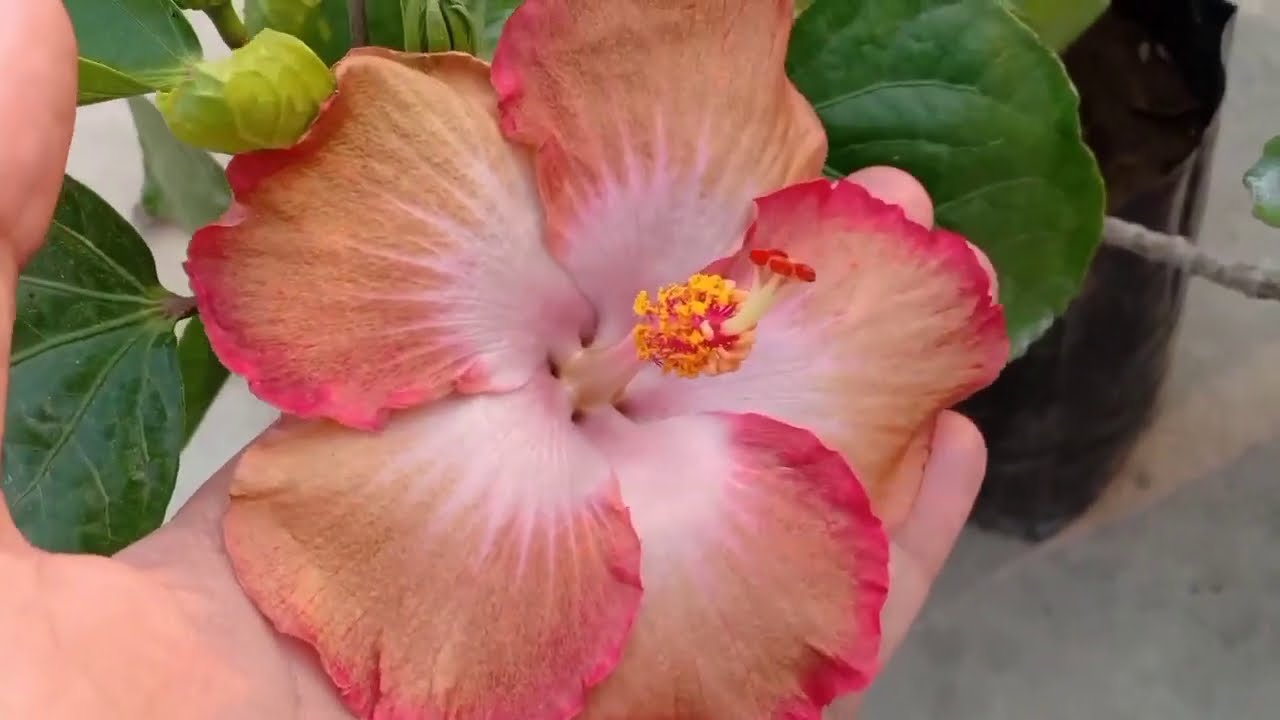 Hibiscus NonStop Blooming Secrets Best Fertiliser For Hibiscus
