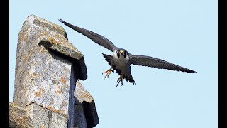 Chichester Cathedral | Peregrine Camera Wall