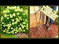 How To Transplant A Hydrangea | Dormant Transplanting Shrub