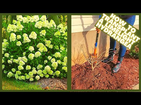 Video: Transplantasi Hydrangea - Kapan Dan Cara Transplantasi Semak Hydrangea