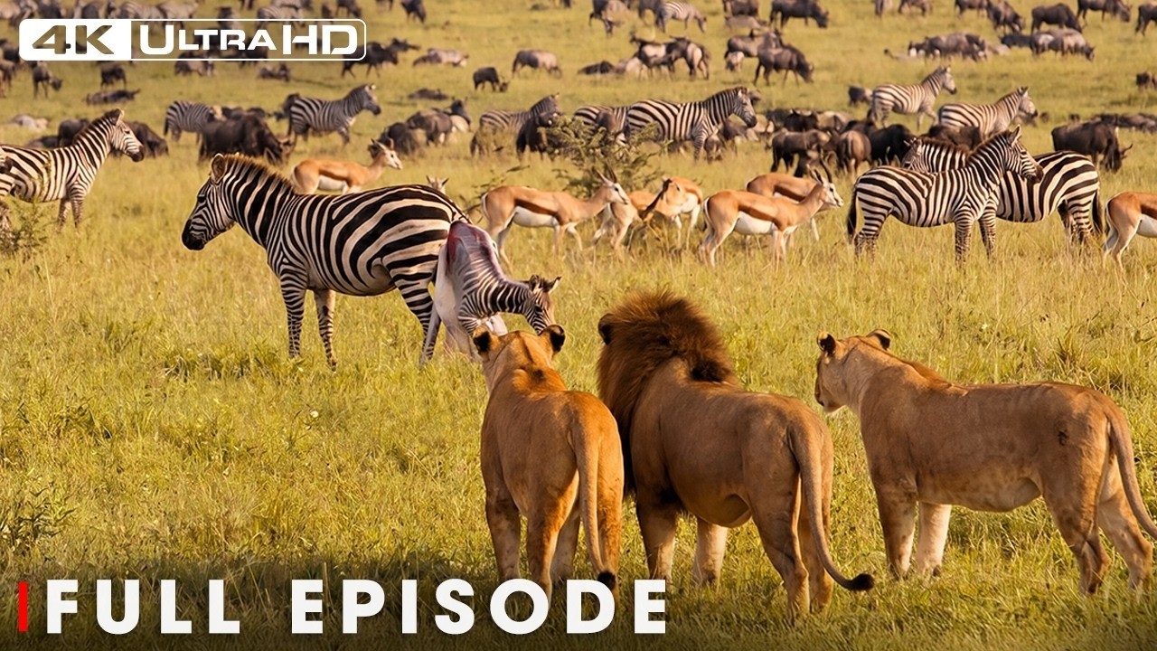 Cheetahs, Lions, and Hyenas | African Savannah Survival FULL EPISODE | Wildlife Documentary