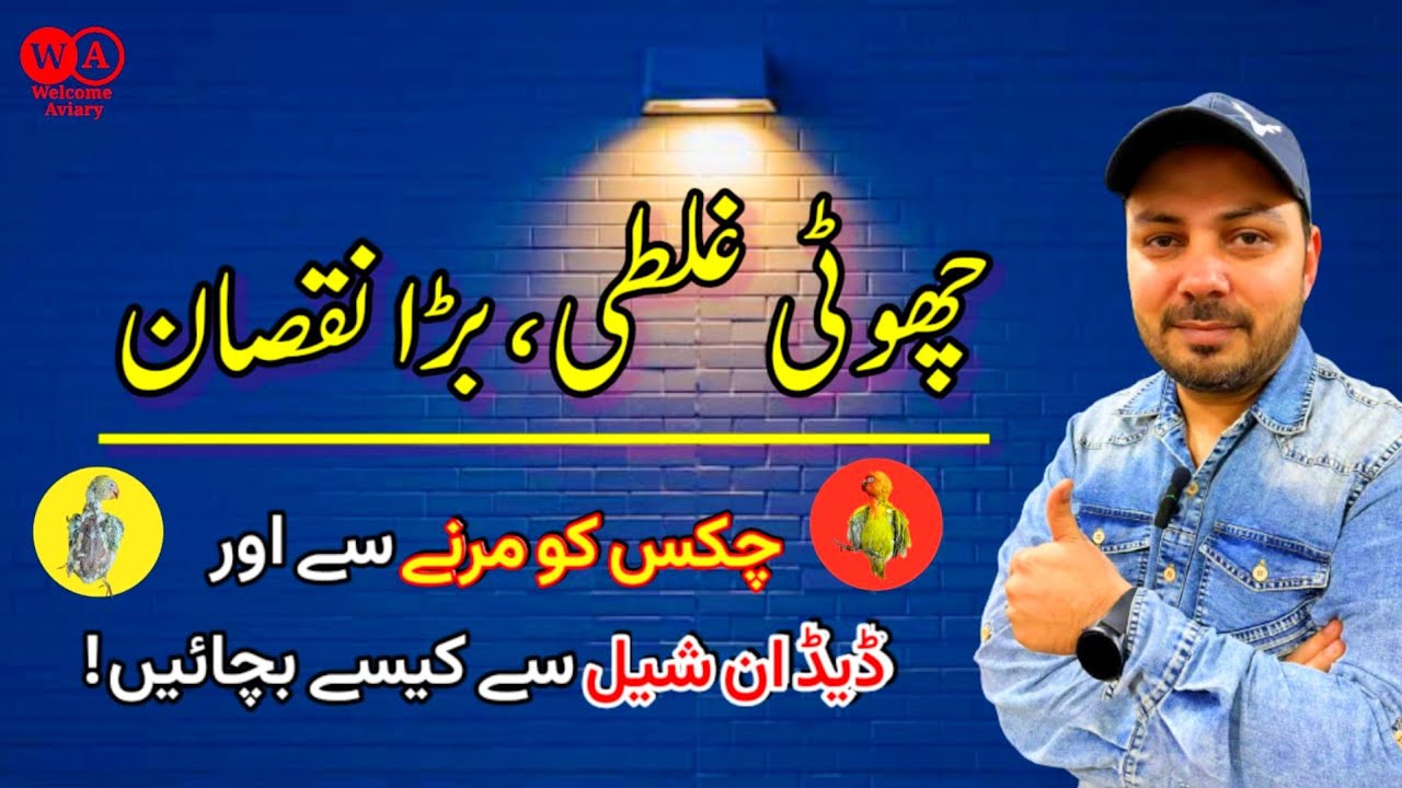 Love birds eggs dead in shell |  Lovebird chicks expire | Birds |Welcome Aviary official