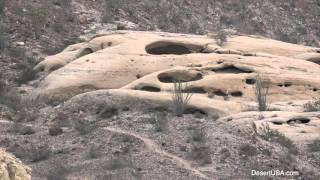 Anza-Borrego-wildflowers