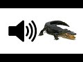 Alligator  sound effect  prosounds