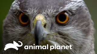 ¿Qué hace que el azor común sea el mejor acróbata aéreo? | Los Secretos del Mundo Animal
