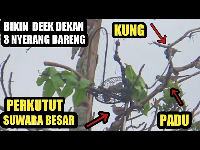 mikat perkutut lokasi idaman pasti master master pikat ingin mencobanya class=