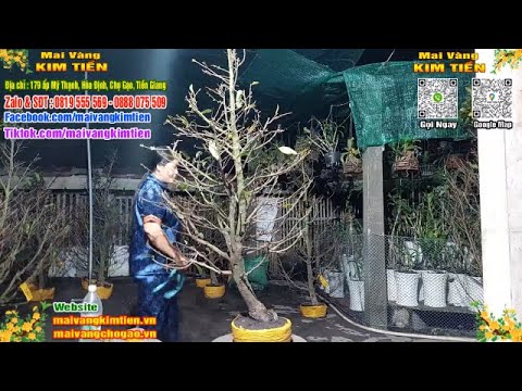 Phôi Mai Thủ Đức Giá Rẻ Bao Ship Bao Sống Toàn Quốc - Mai Vàng Kim Tiền Chợ Gạo