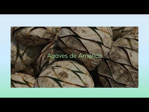 Agaves de América