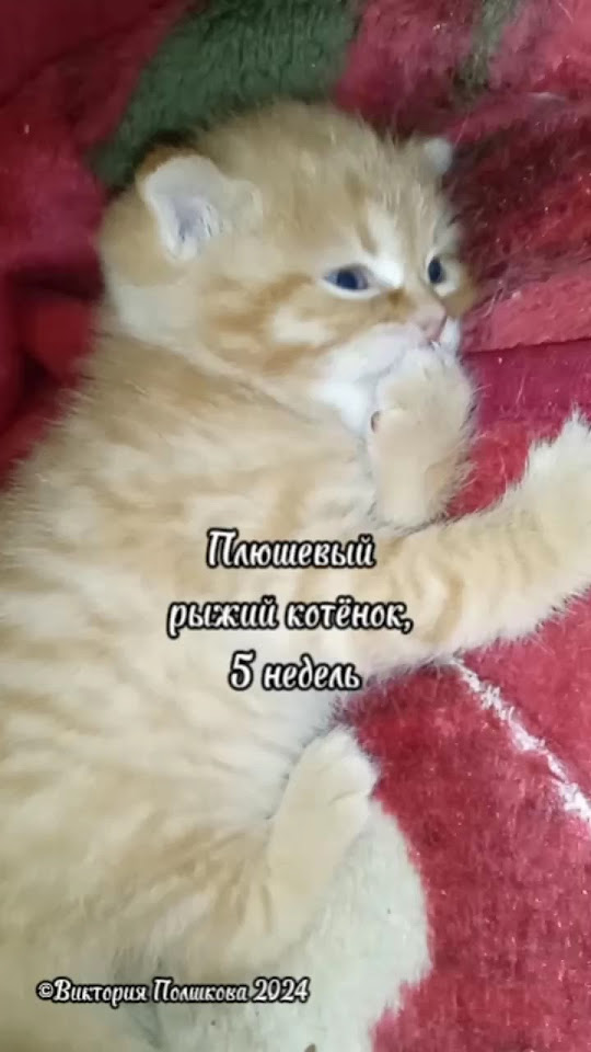 Плюшевый милый рыжий котёнок #животные #cat #kitten #котята - YouTube