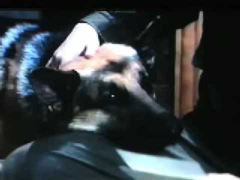 Learn All About Dogs in Movies! The Reel Dogs Blog