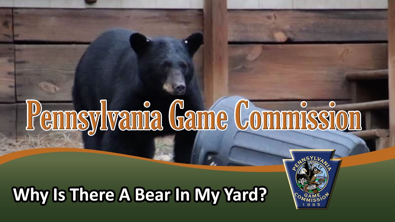 Why Is There A Bear In My Yard Youtube