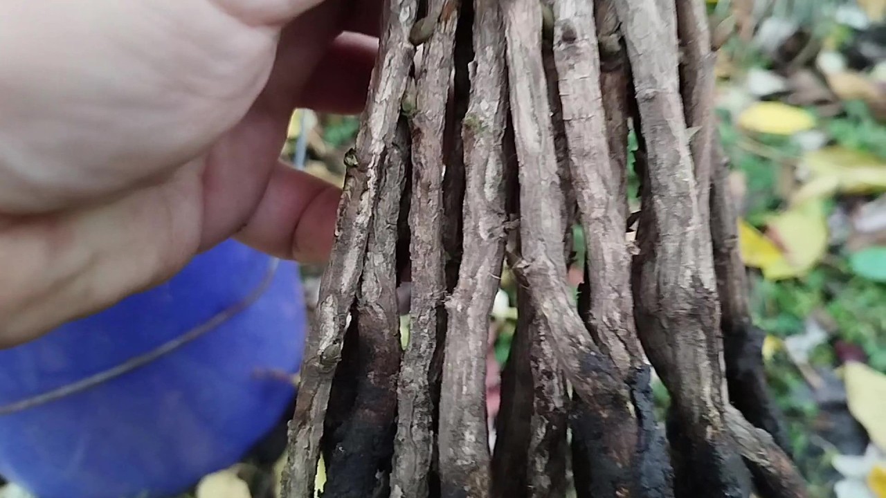 Ось скільки вдалося виростити саджанців ведмежого горіха з 2кг.горішка.