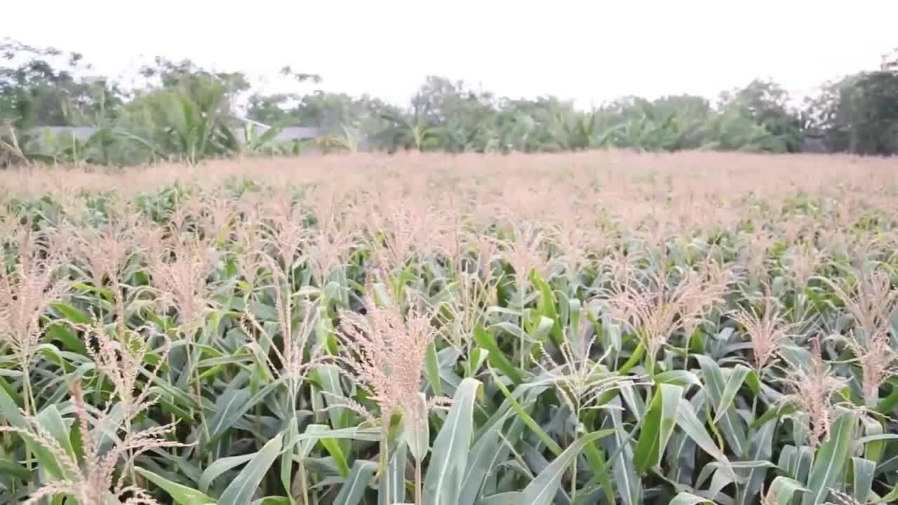 Infosys Smart Agriculture Solution YouTube