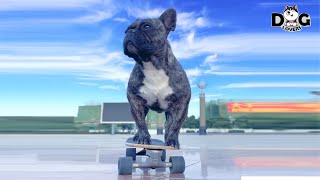 Skateboarding Dog Went Viral - PiPi Bulldog by Dog Lovers 151 views 3 years ago 11 minutes, 11 seconds