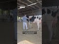 Addison County fair holds on to 'agricultural heartbeat'