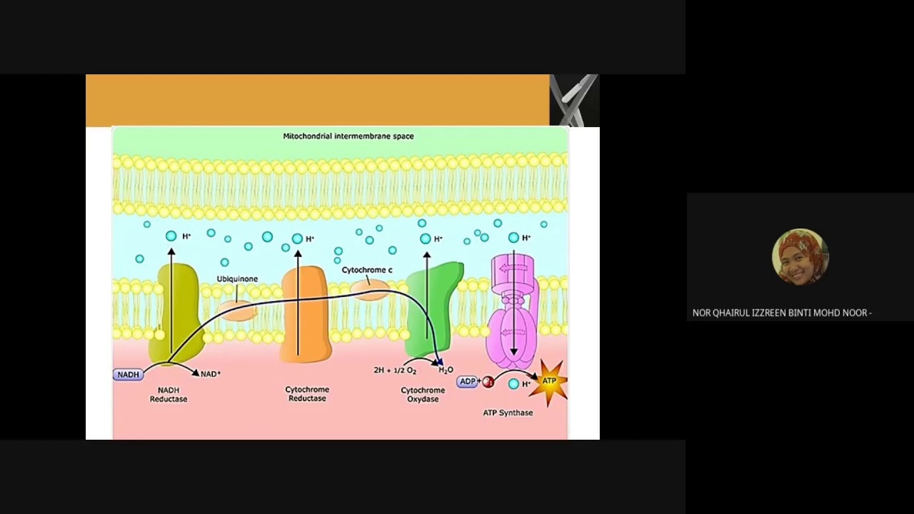 Electron Transport Chain and Oxidative Phosphorylation - YouTube