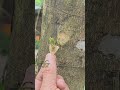 Unique grafting practice #grafting #graftingtechniques #budgrafting #gardening #satisfying #shorts
