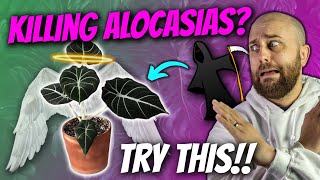 How to Transfer ALOCASIAS from SOIL to LECA | I give up with soil!