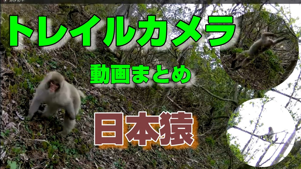 【トレイルカメラ動画】ニホンザル 日本猿 自然のサル 行動 仕草 - YouTube
