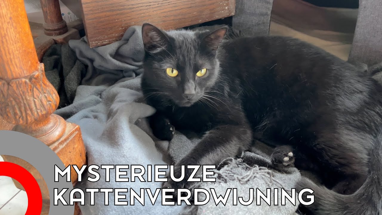 Katten verdwenen in Gestel