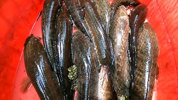 Cấm 20 Cần Câu Mồi Cá Sặc Quá Nhậy Dính Toàn Cá Lóc Khủng ￼