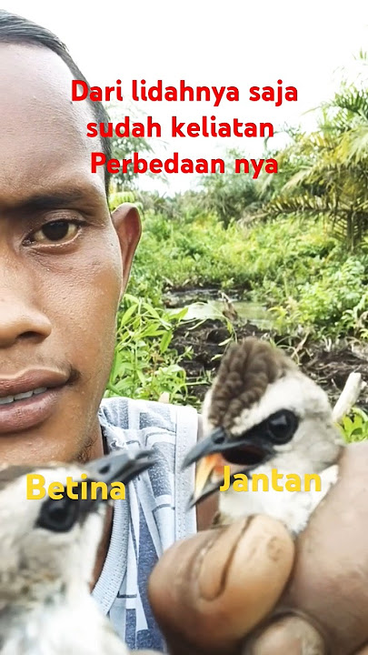 Cara membedakan trucukan jantan dan betina sangat mudah dan akurat #burungtrucukan #trucukan #birds