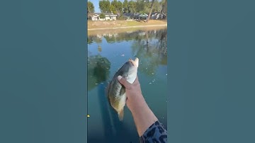 How NOT to release a fish #fishing #shorts