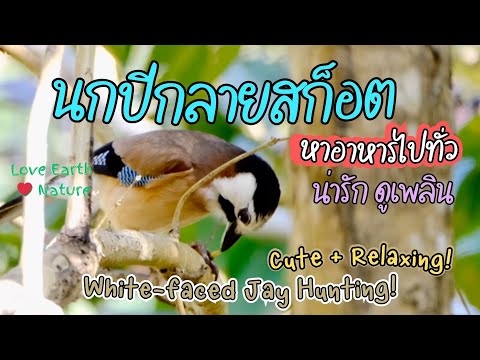 นกปีกลายสก็อตหาอาหาร ดูเพลิน สดชื่น ผ่อนคลาย | White-faced Jay Foraging