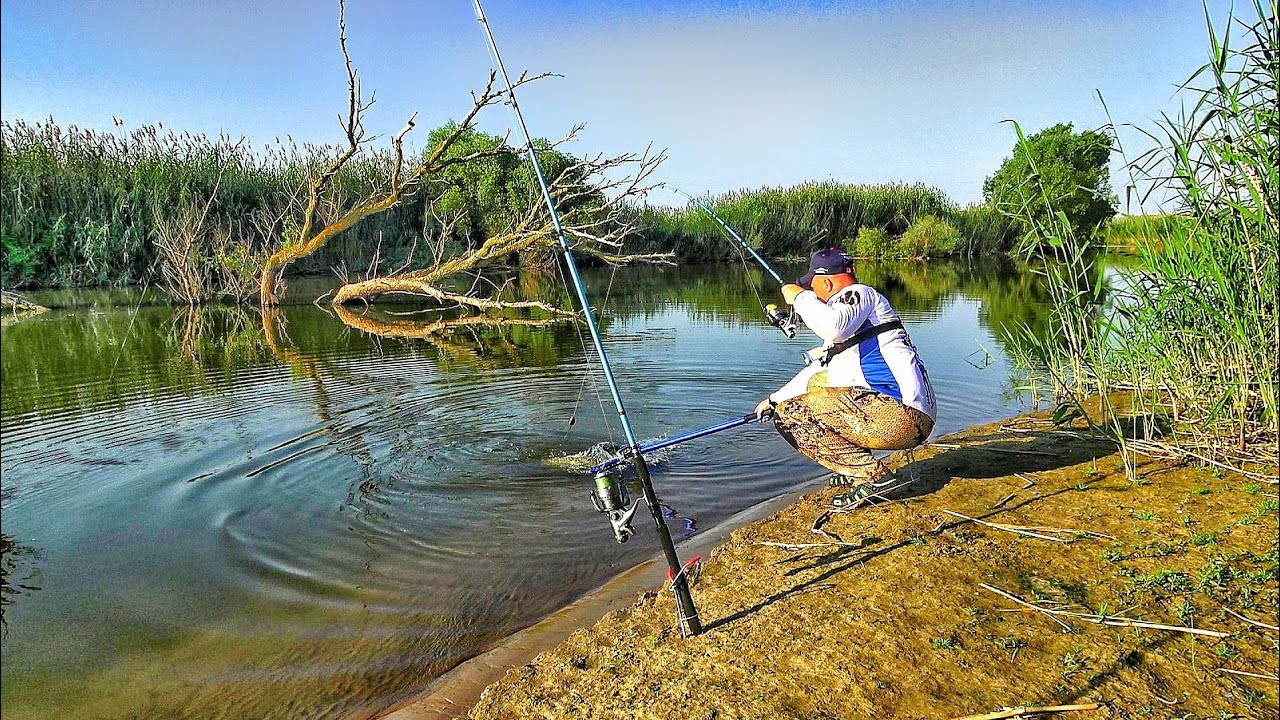 ПРУТ КАК ТОРПЕДЫ! НЕ ОЖИДАЛ ТАКОГО В ЗАВАЛАХ КОРЯГ! Рыбалка на сазана.