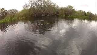 Everglades Gator Airboat Attack...