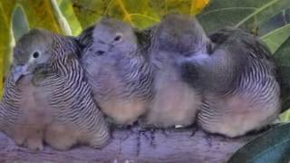Hawaii Zebra Doves #2 by FarPointImages 703 views 3 years ago 1 minute, 10 seconds
