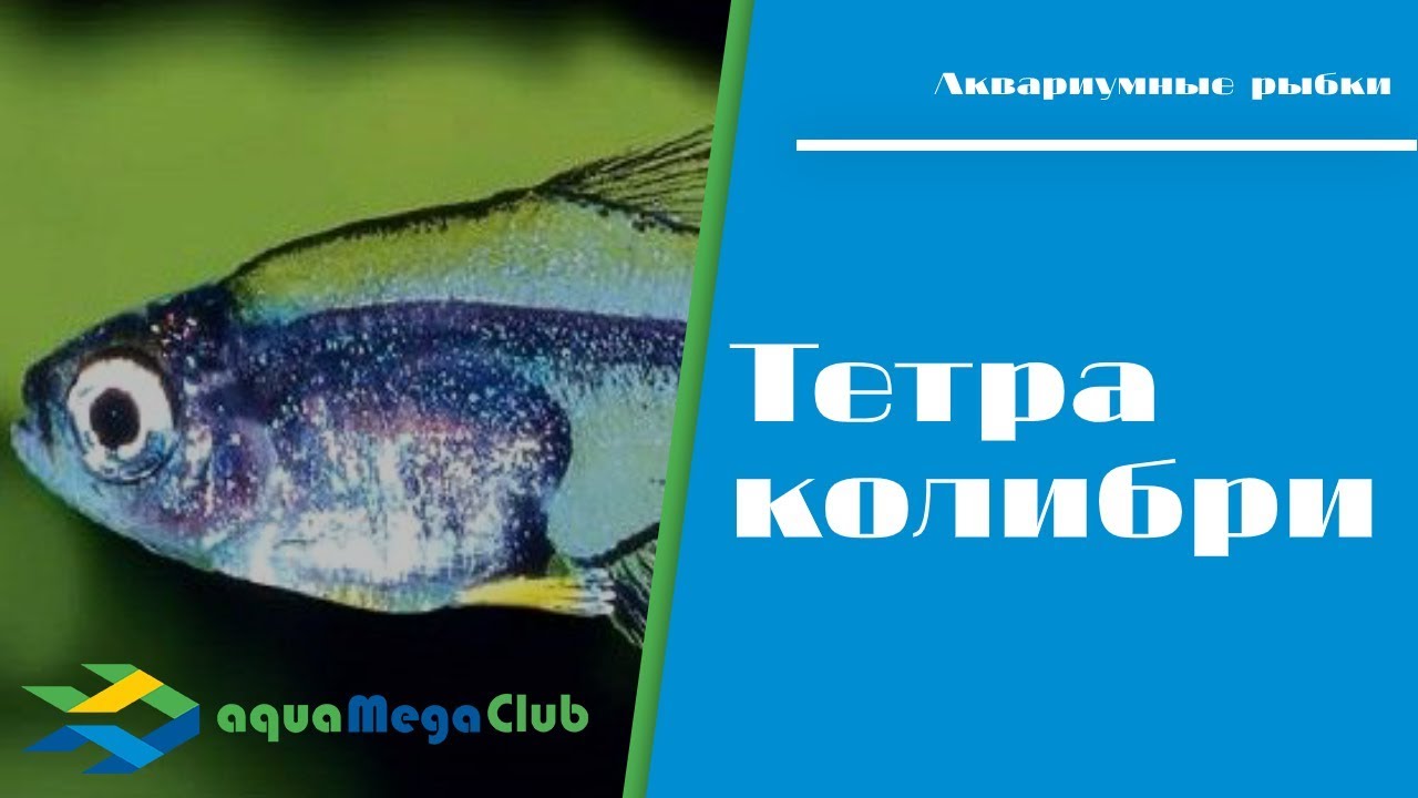 Тетра колибри - самая маленькая рыбка для наноаквариума