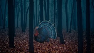 DEER HUNTER 2016 Thanksgiving Feast Mystery event #1 THE FEAST OF OL'BLUE