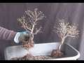 Bonsai 2020-29 - Ulme - Ulmus parvifolia - Zweisamkeit in der Schale