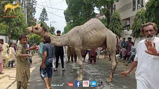 Heavy And Beautiful Camel Qurbani A1 Full Video Link In Comment Section