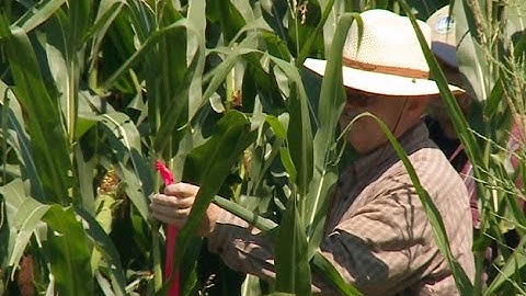 NASS Yield Surveys - August 5, 2016