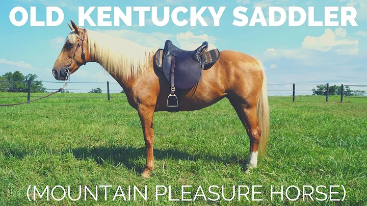 About the Oldest Gaited Breed in North America | O...