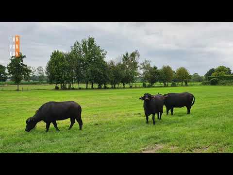 Wandeling Deurnese Peel, Deurne in Noord-Brabant - 4K