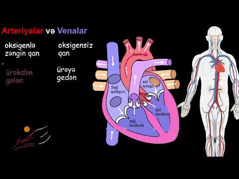 Arteriyalar və venalar - Fərq nədir? | Qan dövranı sisteminin fiziologiyası