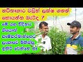 ලංකාවට අලුත් තාක්ෂණය ගැලපෙන්නෙ නැද්ද? How successful is agricultural technology?